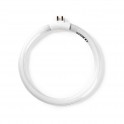 circolina neon t4 12w
